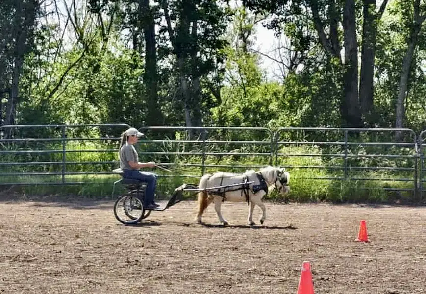 training a mini horse in the cart